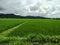 Rice fields sunny day and sky clouds hd