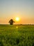 rice fields in sunset