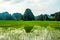 Rice fields, Tam Coc, Ninh Binh, Vietnam landscapes