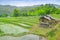 Rice fields on terraced of Ban Mae Klang Luang, Doi Inthanon ,Chiangmai, Thailand. Rice fields prepare the harvest at Northern