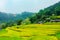 Rice fields on terraced. Fields are prepared for planting rice. Ban Phung, Huyen Hoang Su Phi, Ha Giang Province. Northern Vietnam