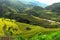 Rice fields on terraced of Mu Cang Chai