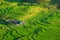 Rice fields on terraced in rainny season at SAPA, Lao Cai, Vietnam.