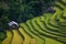 Rice fields on terraced in sunset at Mu Cang Chai, Yen Bai, Vietnam.