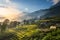 Rice fields on terraced in sunset at Sapa, Lao Cai, Vietnam.