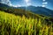 Rice fields on terraced with wooden pavilion on blue sky background in Mu Cang Chai, YenBai, Vietnam