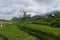 Rice fields under the mountains that are starting to be covered by clouds. Rice fields under the mountains in the Indonesian city