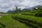 Rice fields under the mountains that are starting to be covered by clouds. Rice fields under the mountains in the Indonesian city