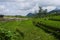 Rice fields under the mountains that are starting to be covered by clouds. Rice fields under the mountains in the Indonesian city