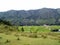 Rice fields in a valley next to the mountain in Pulau Samosir. Indonesia