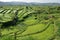 Rice Fields In Various Stages Of Growth