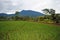 Rice fields, West Java Indonesia