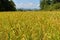 Rice fields Yellow