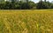 Rice fields Yellow