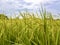 Rice flowering in the field and young paddy rice and blue sky