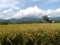 Rice at the foot of mounth Rinjani