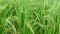 Rice Grain on Green Paddy Wiggle By Wind Blowing. Fresh and Lush Paddy Farming or Plantation