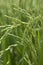 Rice grains ripening on stalk