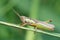 Rice grasshopper