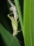 Rice grasshopper moulting on the grass