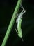 Rice grasshopper moulting in the green grass