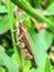 rice grasshopper, pest of rice plants.