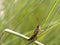 Rice grasshoppers land on rice stalks