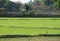 Rice green field with a bird loneliness in agriculture farm
