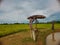 Rice green field and small cabana,scarecrow with sky and cloud bac