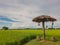Rice green field and small cabana with sky and cloud bac