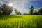 Rice green field on sun and blue sky background