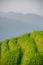 Rice growing on Longji Rice Terraces