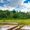 The rice growing is very popular in agricultural. Manual work of the man on the rice field