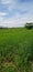 Rice grows paddy gambut Banjar Indonesia borneo