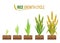 Rice Growth cycle 5 step vector design