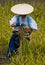 Rice harvest