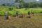 Rice harvest in rural India. Rice paddies, Indian countryside