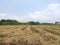 Rice harvested agriculture land