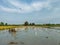 After the rice is harvested, the white birds will come to look for worms