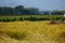 rice harvester In the golden rice fields ready to be harvested