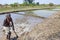 Rice harvesting