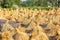 Rice harvesting. Bundles of golden spikelet.