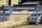 Rice harvesting by the combine