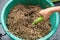 Rice husk mixed with soil and manure for planting media. Composting and gardening concept