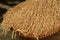 Rice in the husks, paddy, unmilled rice in wicker bamboo basket, (Shallow Dof).