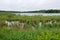 Rice Lake Marshes and Woods at Breezy Point