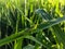 Rice locust camouflaged on green grass exposed to the morning sun