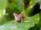 rice locust macro on leaf on blurred background, selective focus on head