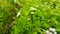 rice locusts perched on green plants in the plantation area