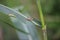 rice locusts pests of corn and rice trees